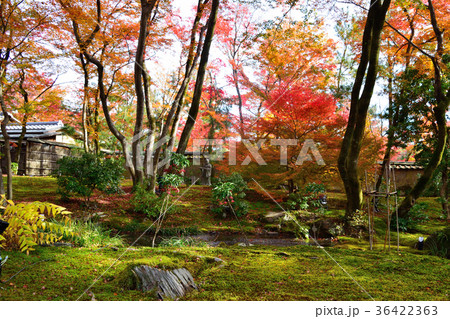 秋の宝厳院 庭園 秋の宝厳院 庭園 36422363