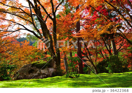 秋の宝厳院 庭園 36422368