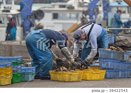 牡蠣　選別して蓄養カゴに入れる作業風景　坂越漁港 36422543