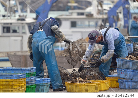 牡蠣 選別して蓄養カゴに入れる作業風景 坂越漁港 牡蠣 選別して蓄養カゴに入れる作業風景 坂越漁港 36422544