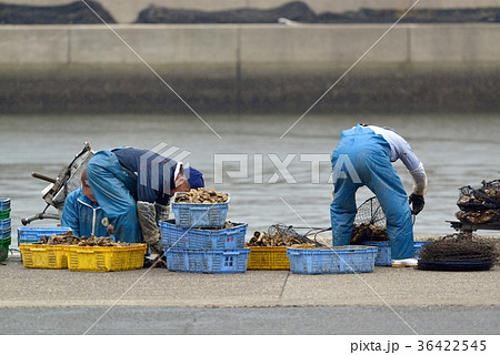 牡蠣　選別して蓄養カゴに入れる作業風景　坂越漁港 36422545