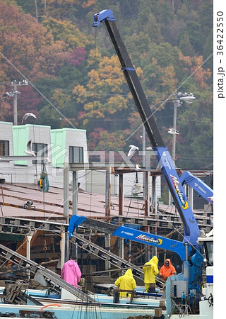 牡蠣　船からベルトコンベアーで洗浄機に送る作業風景 36422550