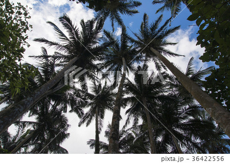 米原のヤエヤマヤシ群落（石垣島） 36422556