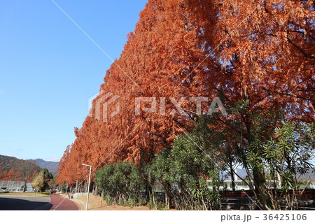 山口市維新百年記念公園の紅葉 山口市維新百年記念公園の紅葉 36425106