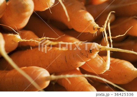 36425336