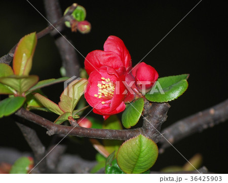 ボケの花 36425903