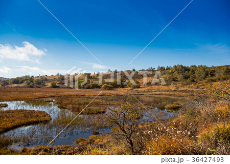 秋の八島ヶ原湿原 草紅葉の紅葉 秋の八島ヶ原湿原 草紅葉の紅葉 36427493