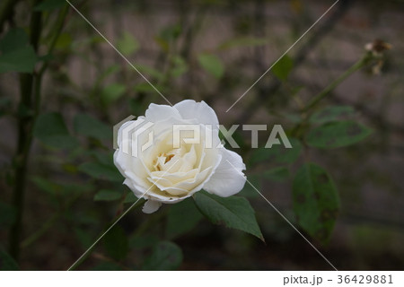 白い花のバラ15 白い花のバラ15 36429881