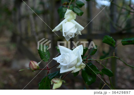 白い花のバラ20 36429897