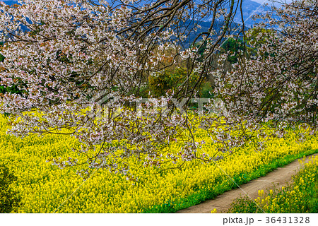 馬場の山桜 36431328