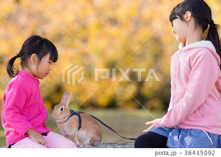 秋の公園でウサギと遊んでいる子供姉妹 36435092