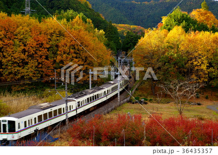 色付く秋の山を抜ける鉄道 走行中の列車　c 先頭から4両目最後尾まで 36435357
