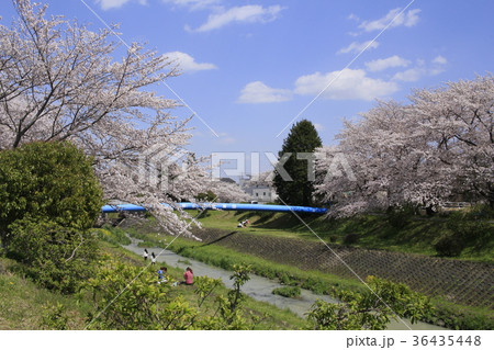 桜と岩崎川1 桜と岩崎川1 36435448