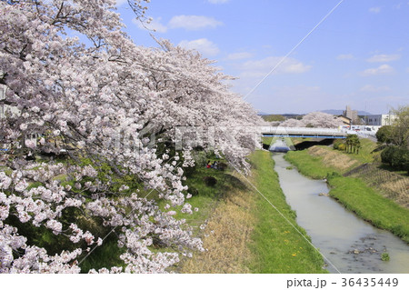 桜と岩崎川１０ 36435449