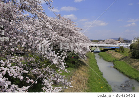 桜と岩崎川１２ 36435451