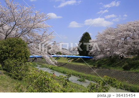 桜と岩崎川3 桜と岩崎川3 36435454