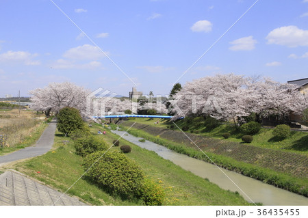 桜と岩崎川４ 36435455