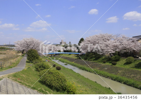 桜と岩崎川5 桜と岩崎川5 36435456