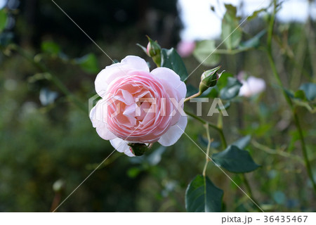 ピンクの花のバラ20 ピンクの花のバラ20 36435467