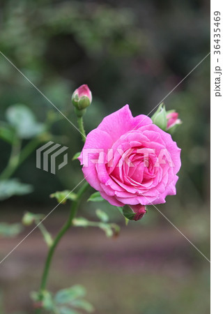 ピンクの花のバラ22 ピンクの花のバラ22 36435469