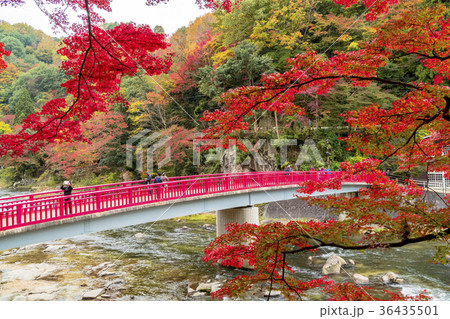 香嵐渓の美しい紅葉 香嵐渓の美しい紅葉 36435501
