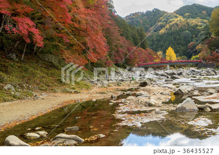 巴川沿いの美しい紅葉・香嵐渓 36435527