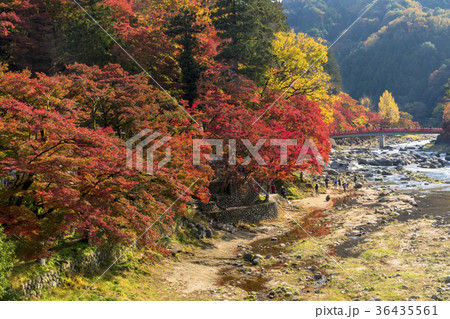 巴川沿いの美しい紅葉・香嵐渓 36435561