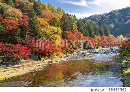 巴川沿いの美しい紅葉・香嵐渓 巴川沿いの美しい紅葉・香嵐渓 36435562