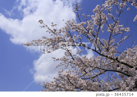桜と青雲９ 36435714