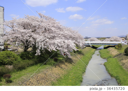 桜と岩崎川７ 36435720