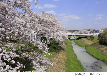 桜と岩崎川9 桜と岩崎川9 36435722