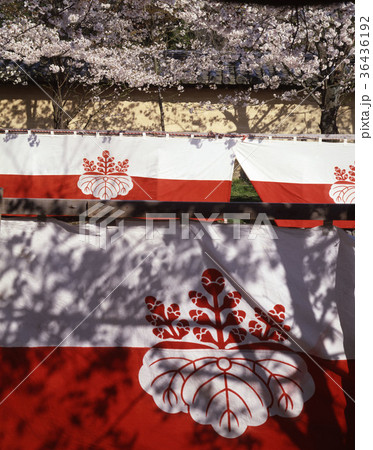 醍醐寺　醍醐の花見 36436192