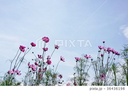 タイ王国ラマ9世公園、ピンクコスモス(Pink Cosmos) タイ王国ラマ9世公園、ピンクコスモス(Pink Cosmos) 36436198