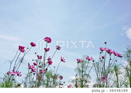 ピンクコスモス(Pink Cosmos) ピンクコスモス(Pink Cosmos) 36436199