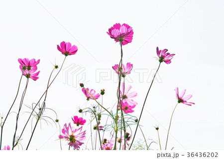 ピンクコスモス(Pink Cosmos) ピンクコスモス(Pink Cosmos) 36436202