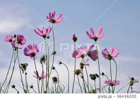 ピンクコスモス(Pink Cosmos) ピンクコスモス(Pink Cosmos) 36436205