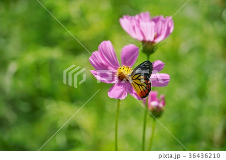 タイ王国、コスモスとチョウ(Cosmos and Butterfly in Thailand) タイ王国、コスモスとチョウ(Cosmos and Butterfly in Thailand) 36436210