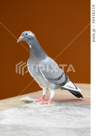 young homing pigeon bird standing on home loft 36436219