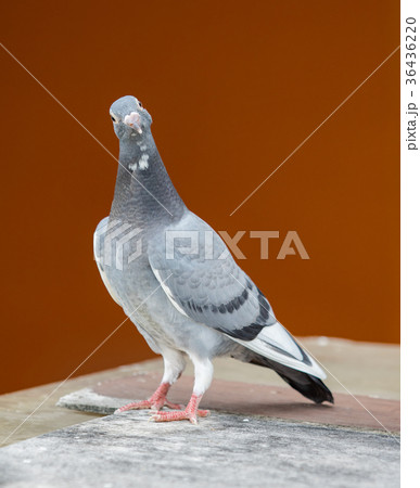 pigeon bird standing on wood floor  36436220