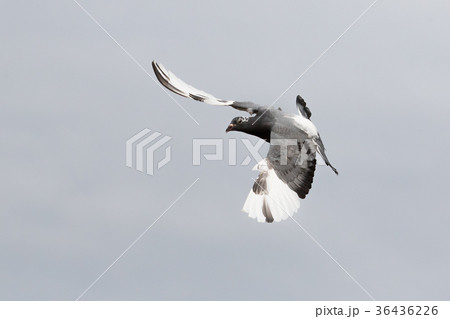 white flight homing pigeon bird flying white flight homing pigeon bird flying 36436226