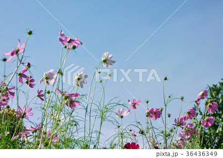 タイ王国ラマ9世公園、ピンクコスモス（Pink Cosmos） 36436349