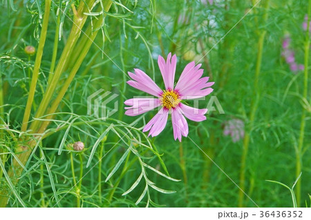 タイ王国ラマ9世公園、ピンクコスモス（Pink Cosmos） 36436352