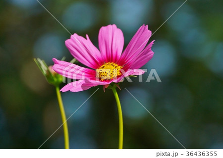 タイ王国ラマ9世公園、ピンクコスモス(Pink Cosmos) タイ王国ラマ9世公園、ピンクコスモス(Pink Cosmos) 36436355