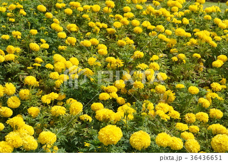 黄色の花、キク科、マリーゴールド(Marigold) 黄色の花、キク科、マリーゴールド(Marigold) 36436651