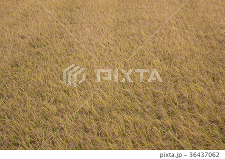 秋の味覚　米 36437062