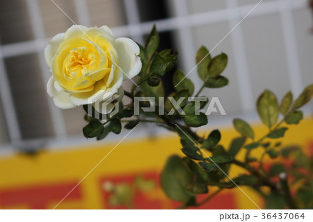 バラ 白 バラ 白 36437064