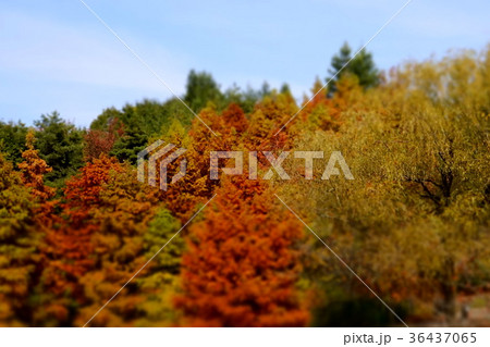 紅葉山風景 36437065