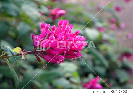 ローズリーフセージ（サルビア・インヴォルクラータ） 36437089