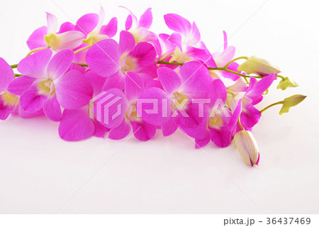 美しい蘭の花 36437469