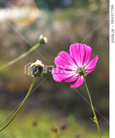 cosmos in sunshine 36437796
